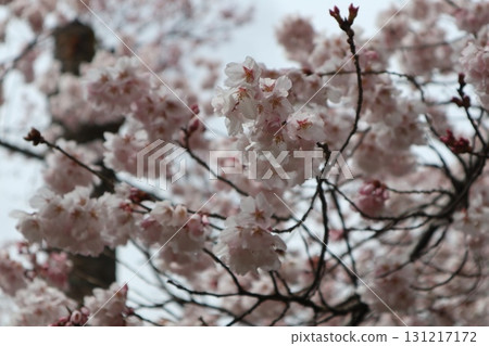 Castle and cherry blossoms: Spring scenery at Shinshu Takato Castle Ruins Park 131217172