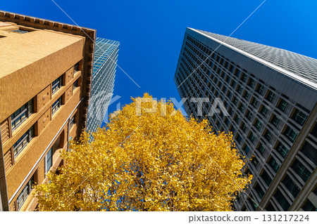 [Tokyo] Ginkgo trees coloring the buildings of Marunouchi 131217224