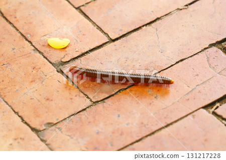 泰國街頭的蜈蚣 131217228