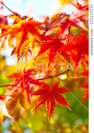 Bright autumn leaves Bright autumn leaves 131217237