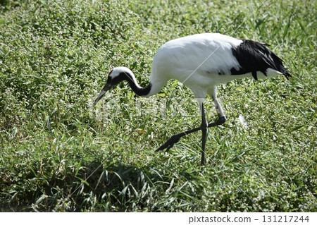 Red-crowned crane gazing at the water surface Red-crowned crane gazing at the water surface 131217244