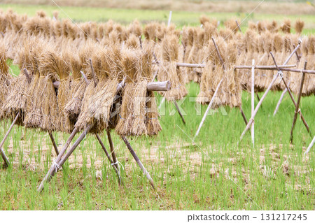 Drying straw on poles after harvesting rice 131217245