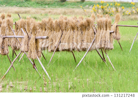 Drying straw on poles after harvesting rice Drying straw on poles after harvesting rice 131217248