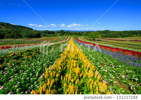 Beautiful flower fields spread out across Yakurai Garden on a sunny day in Miyagi Prefecture Beautiful flower fields spread out across Yakurai Garden on a sunny day in Miyagi Prefecture 131217288