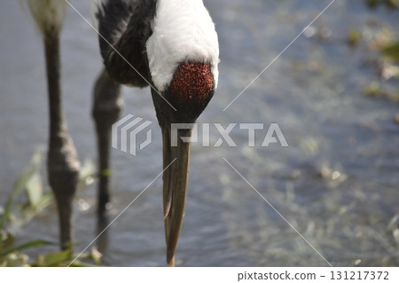 Close-up of the head of a red-crowned crane 131217372