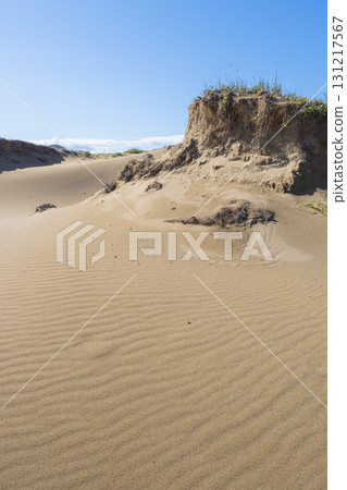 鳥取沙丘的夏日風景 鳥取縣 鳥取沙丘 131217567