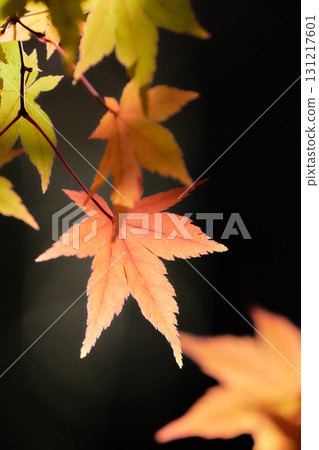Light pink maple leaves on a black background Light pink maple leaves on a black background 131217601