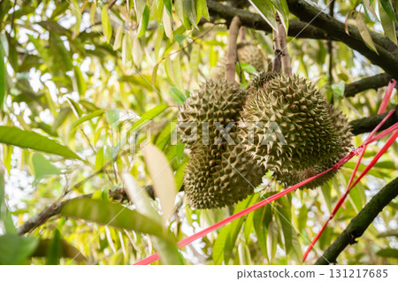 Durians growing on durian tree in Thailand. 131217685