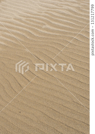 夏季的鳥取沙丘及其形態 鳥取縣 鳥取沙丘 131217799