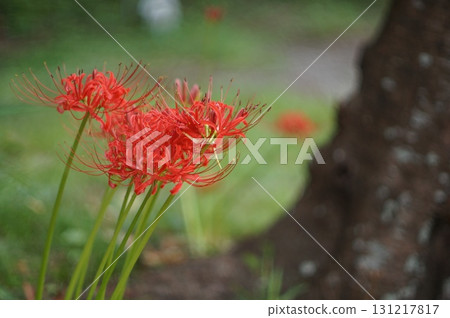 Landscape with cluster amaryllis 131217817
