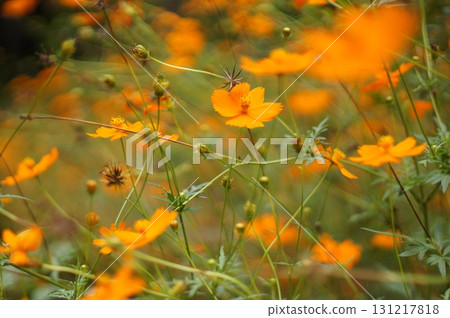 Orange Cosmos Orange Cosmos 131217818