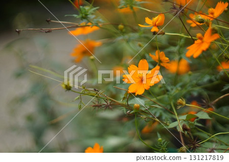 Orange Cosmos 131217819