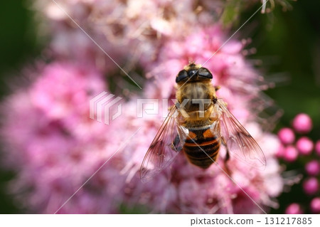 Hoverfly and red flowers of Spirea Hoverfly and red flowers of Spirea 131217885