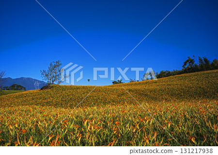 Orange daylily flower 131217938