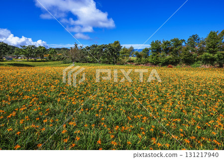 Orange daylily flower 131217940
