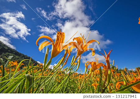 Orange daylily flower Orange daylily flower 131217941