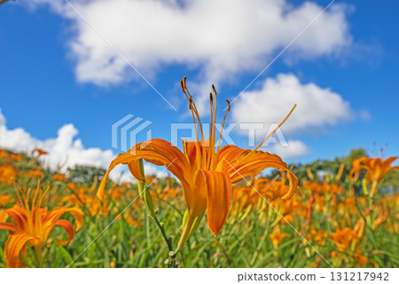 Orange daylily flower Orange daylily flower 131217942