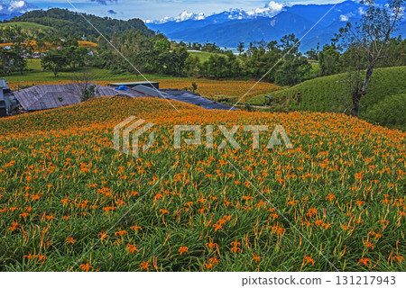 Orange daylily flower Orange daylily flower 131217943