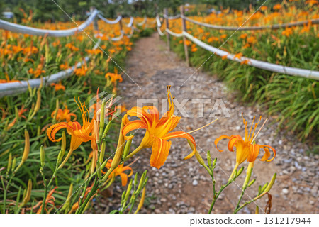 Orange daylily flower Orange daylily flower 131217944