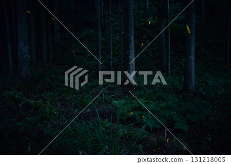 Fireflies flying through a century-old forest 131218005