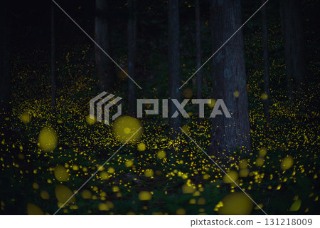 Fireflies flying through a century-old forest 131218009