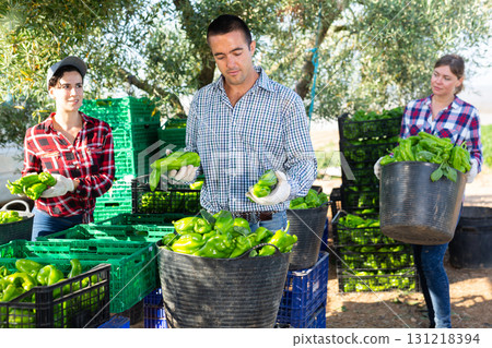Farmers sorting and stacking green pepper Farmers sorting and stacking green pepper 131218394