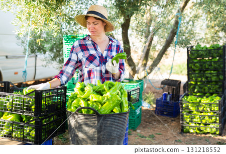 Woman farmer sorting harvested green pepper Woman farmer sorting harvested green pepper 131218552