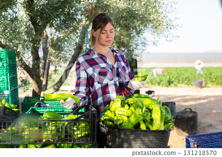Farmer woman sorting bell peppers in farm backyard after harvest 131218570
