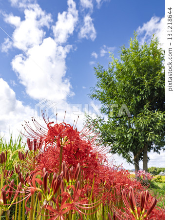 The autumn sky and the glow of red spider lilies The autumn sky and the glow of red spider lilies 131218644