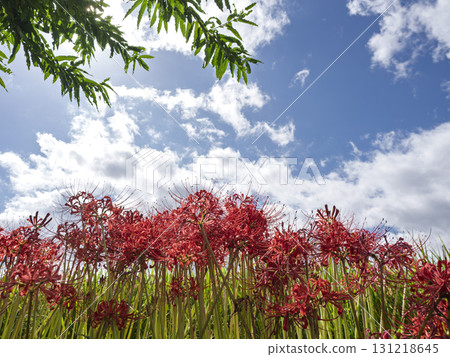 Clusters of red spider lilies coloring the autumn sky Clusters of red spider lilies coloring the autumn sky 131218645
