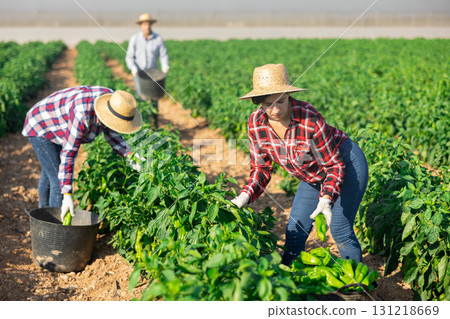 Woman picking green pepper on field 131218669