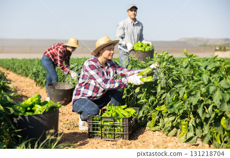 Woman picking green pepper on field Woman picking green pepper on field 131218704