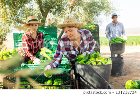 Woman farmer sorting green pepper outdoors 131218724
