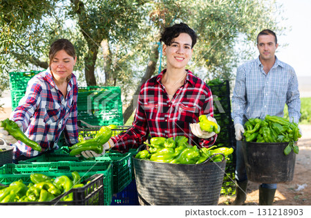 Positive agriculturists sorting harvested green pepper Positive agriculturists sorting harvested green pepper 131218903