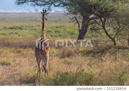 Masai Giraffe in the Serengeti 131218914