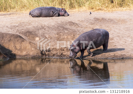 Hippos entering the water Hippos entering the water 131218916