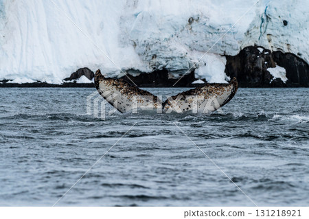 Tail of a humpback whale in the Antarctic Tail of a humpback whale in the Antarctic 131218921