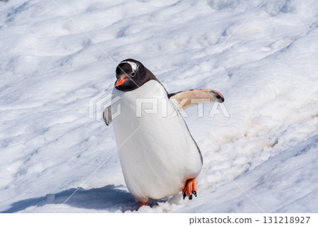 Close-up of a Gentoo Penguin on Trinity Island. Close-up of a Gentoo Penguin on Trinity Island. 131218927