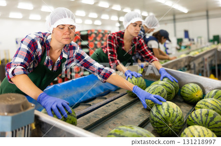 Female worker sorting watermelons in fruit factory workshop Female worker sorting watermelons in fruit factory workshop 131218997