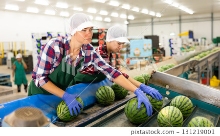 Women in uniform sorting watermelons in factory Women in uniform sorting watermelons in factory 131219001