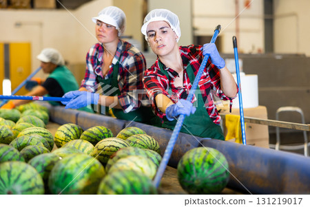 Sorting watermelons with sticks on vegetable factory conveyor Sorting watermelons with sticks on vegetable factory conveyor 131219017