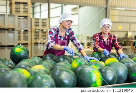 Female sorters working on watermelons sorting line in fruit processing factory 131219049
