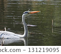A wild grey heron stretching its neck in a pond 131219095