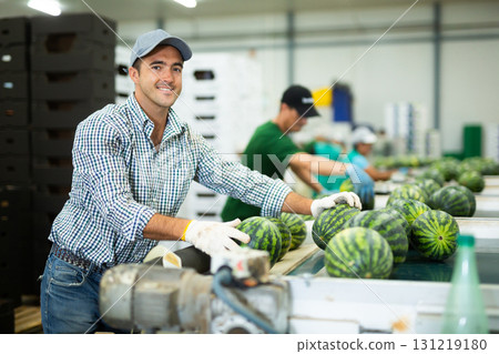 Positive worker sorting watermelons on grading line in fruit factory workshop 131219180