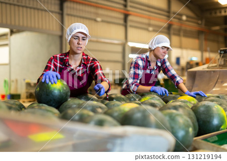Female workers sorting watermelons in fruit factory workshop 131219194