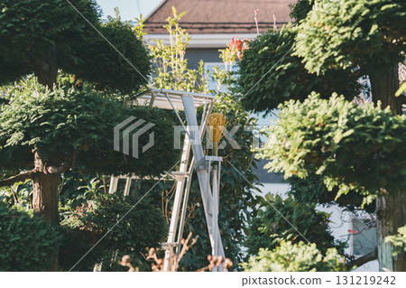 pruning, garden, master gardener 131219242