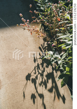 globe amaranth, dying, wither 131219250