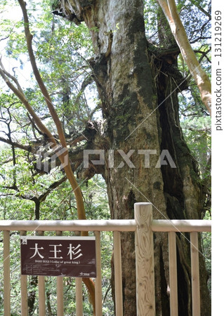 Beautiful Yakusugi Cedars 131219269