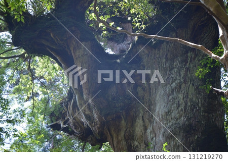 美麗的屋久杉 131219270