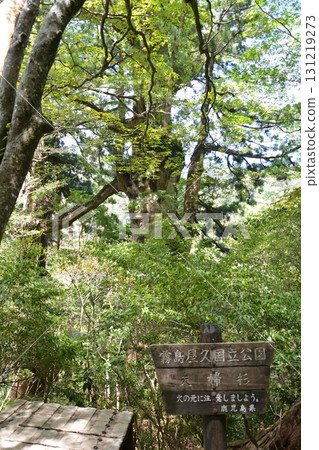 Beautiful Yakusugi Cedars 131219273